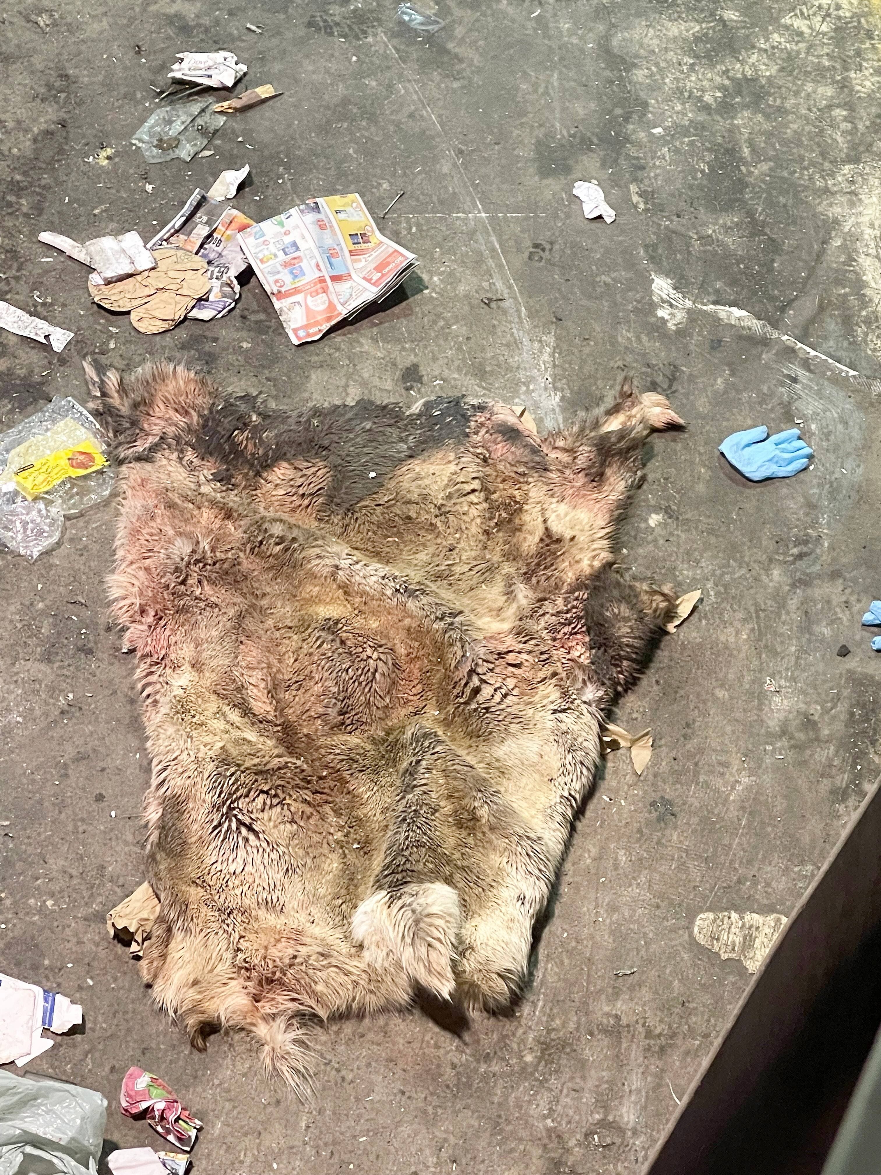 Ce que l’on aperçoit est une peau de loup qui est arrivée sur les convoyeurs du centre de tri de l’organisme Le Phare, à Port-Cartier.