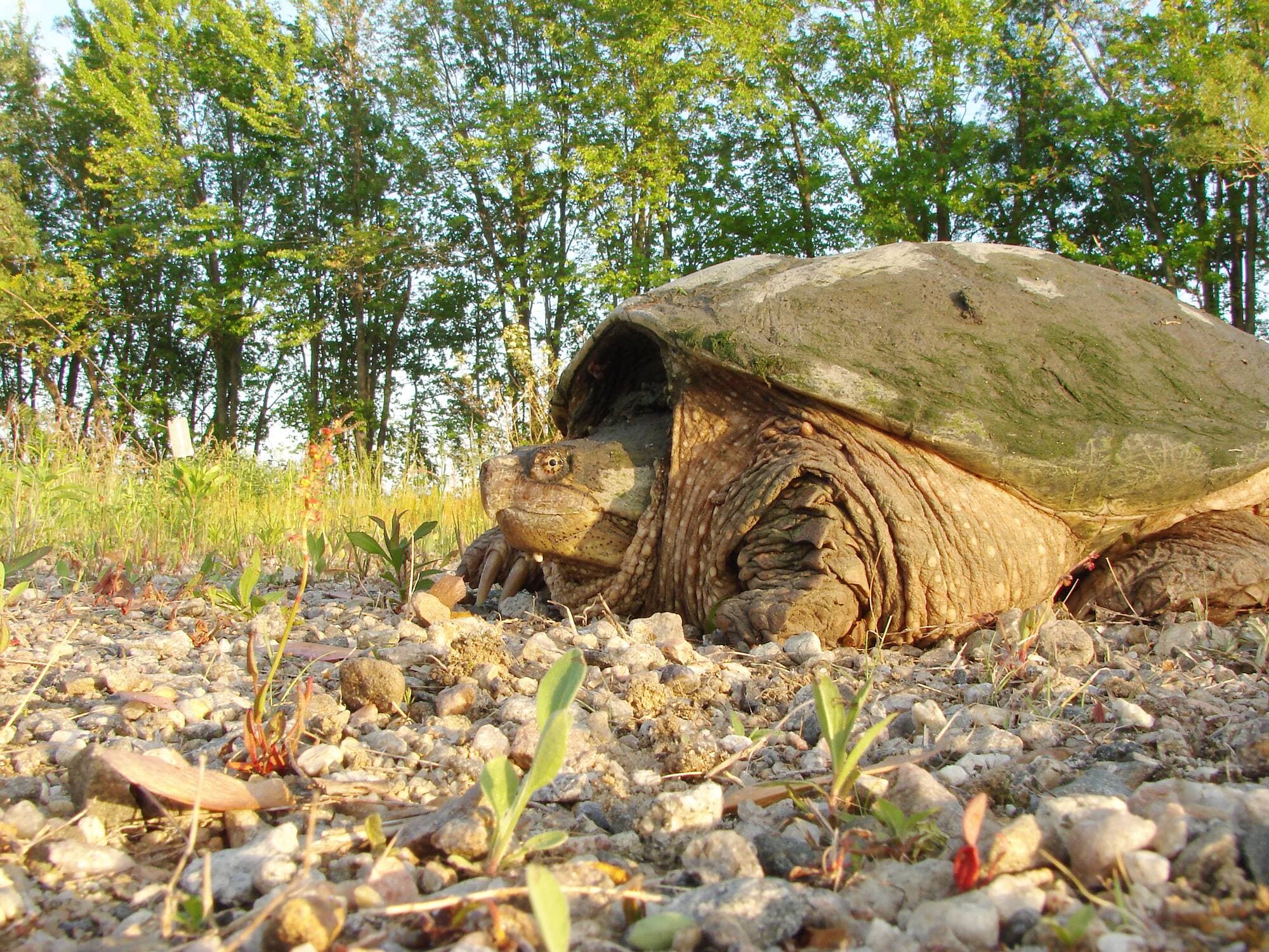 Sur le sentier des Outaouais, au début juin, il y a de bonnes chances de voir une tortue serpentine.