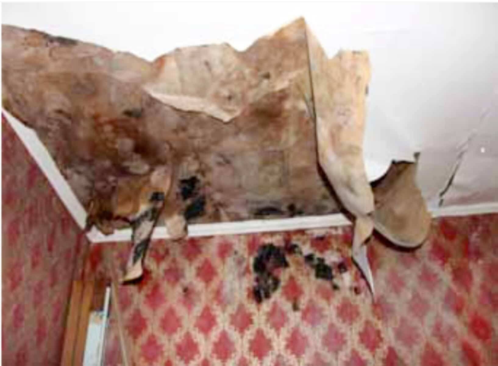 Les photos du rapport sur la maison d’enfance de René Lévesque montrent l’état de la maison, comme ici où le plafond moisi par des infiltrations d’eau a fini par s’effondrer.