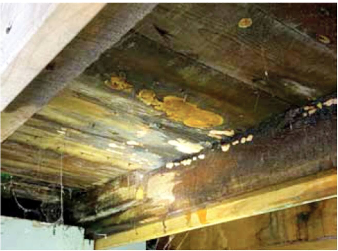 On voit des champignons observés au sous-sol, sur les poutres.