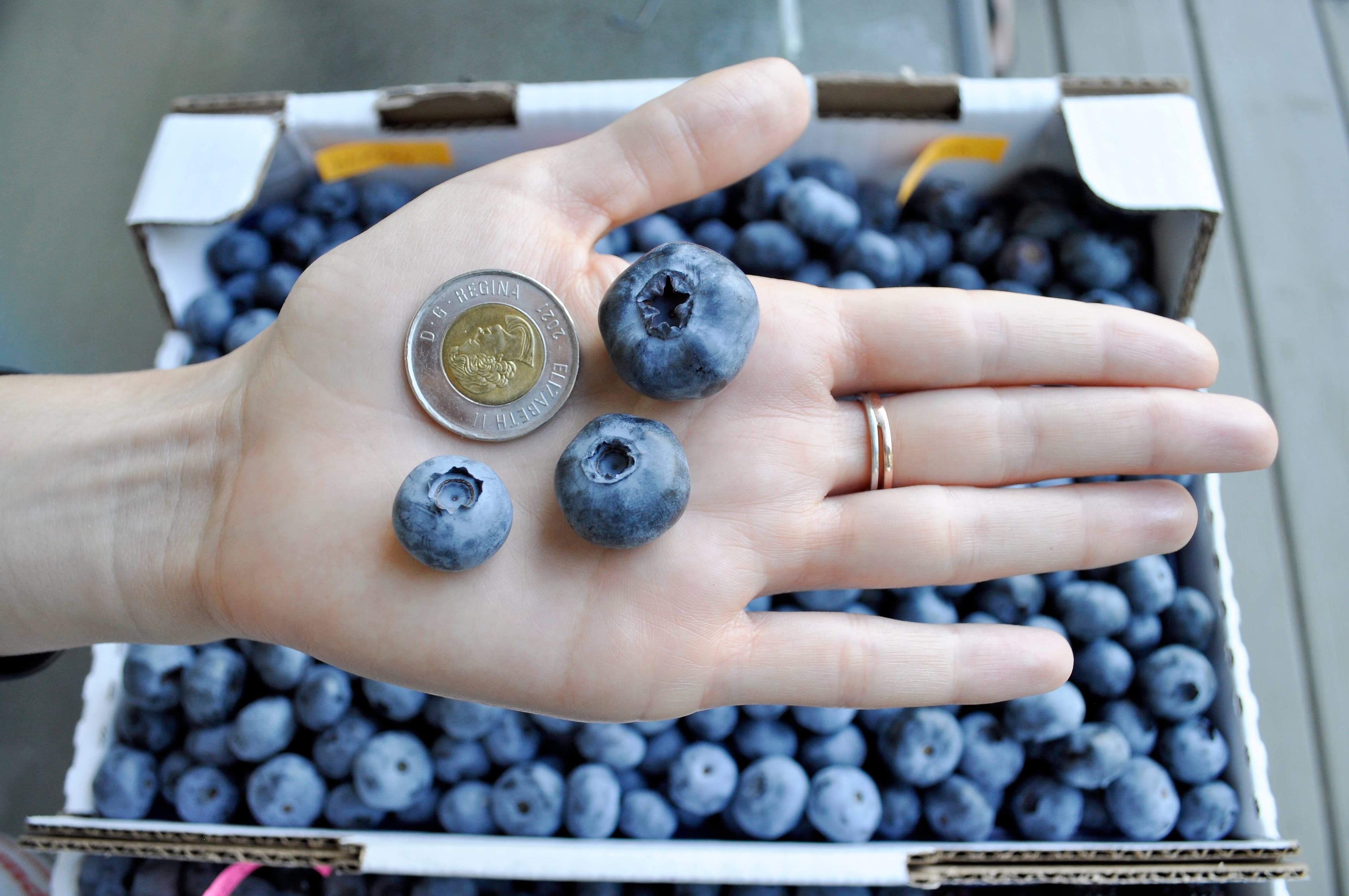 À droite de la pièce de deux dollars, la variété Chandler. En bas, les variétés Bluecrop et Blueray.