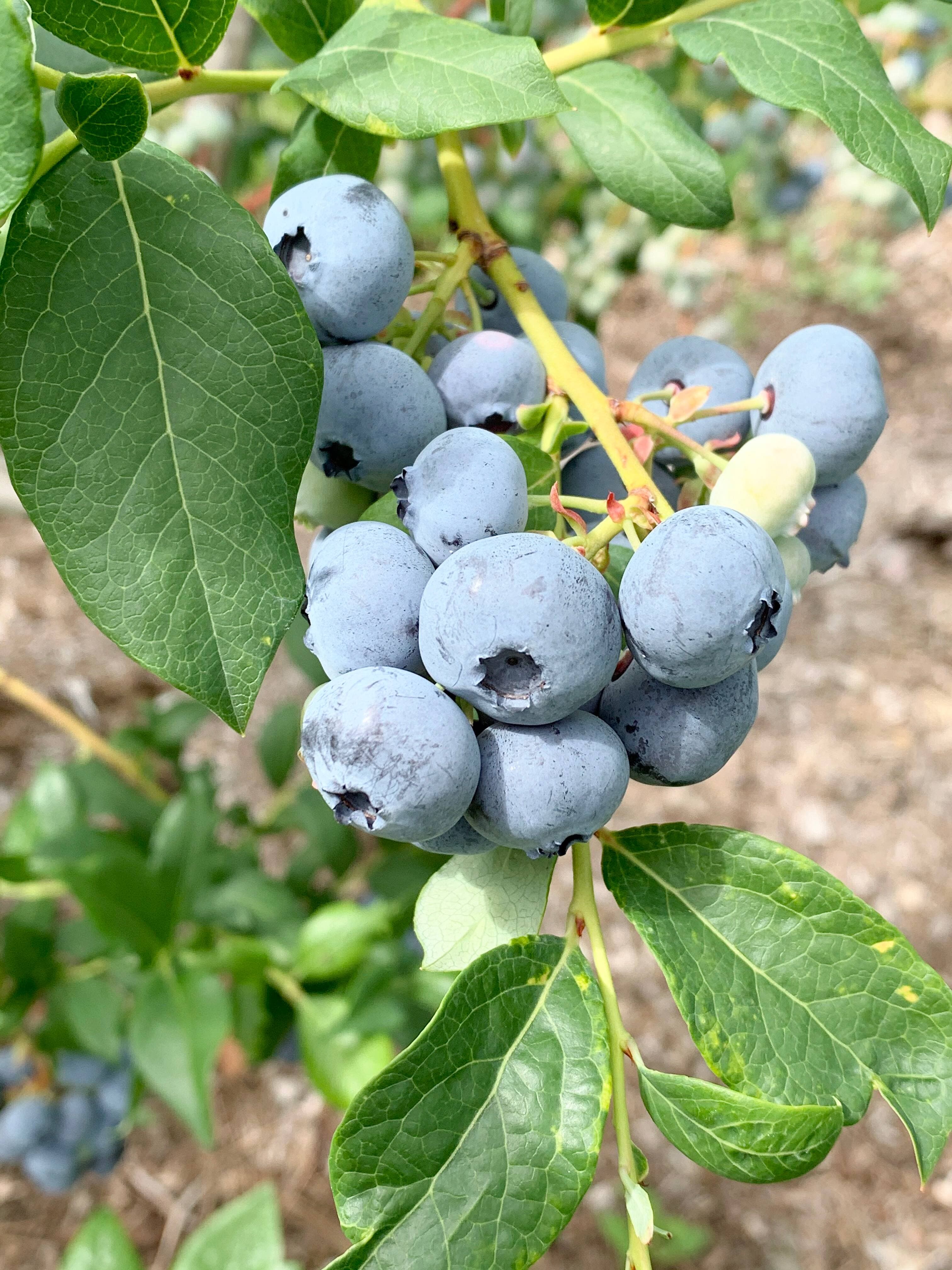 Pour toutes les variétés, il s’agit de bleuets en corymbe, lesquels poussent en grappe sur des arbustes permettant la cueillette debout.