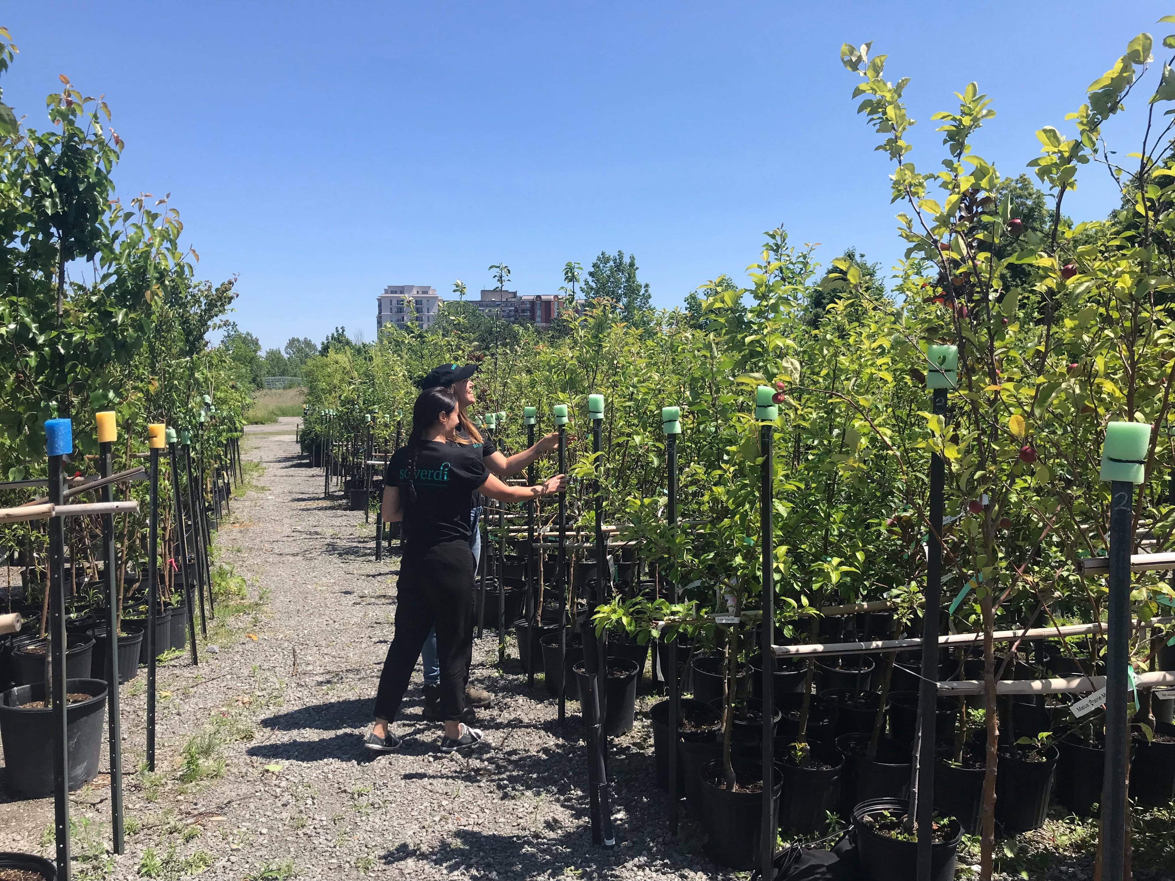 Pépinière Soverdi, photo fournie par Albert Mondor