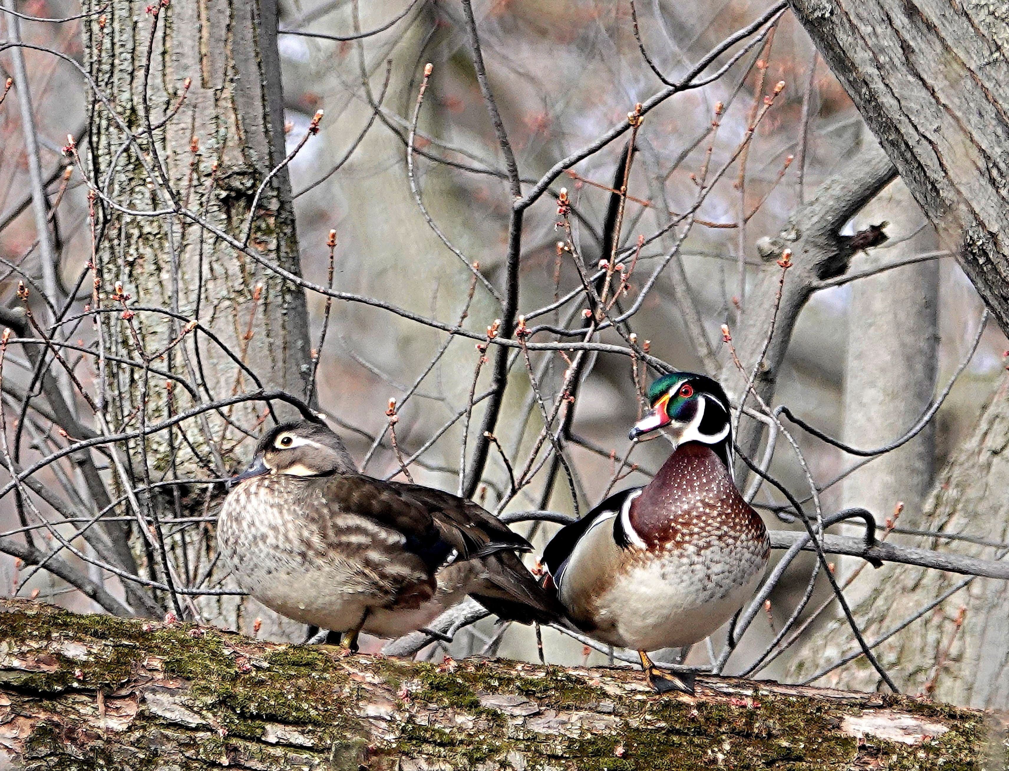 Photo courtoisie, Louise Courchesne