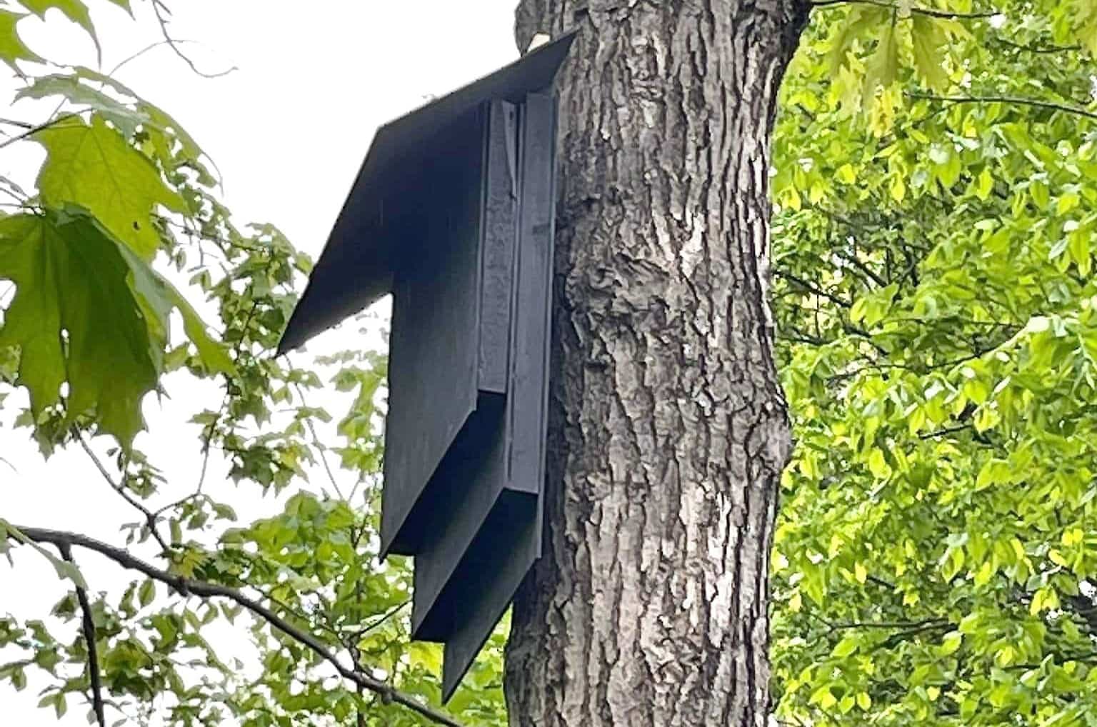 Une des cabanes construites par M. Morel, installée ici sur un tronc d’arbre, tel qu’il le recommande pour mieux attirer les bêtes.