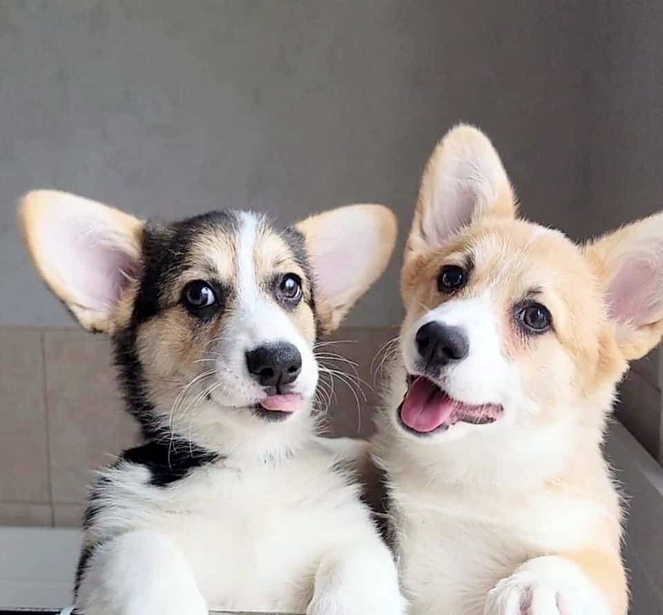 Les chiens de l’élevage Élisa Cogis, de Sarah Boucher, sont très populaires en ce moment.