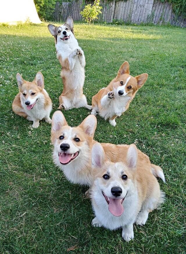 Les chiens de l'élevage «Élisa Corgis», qui appartient à Sarah Boucher