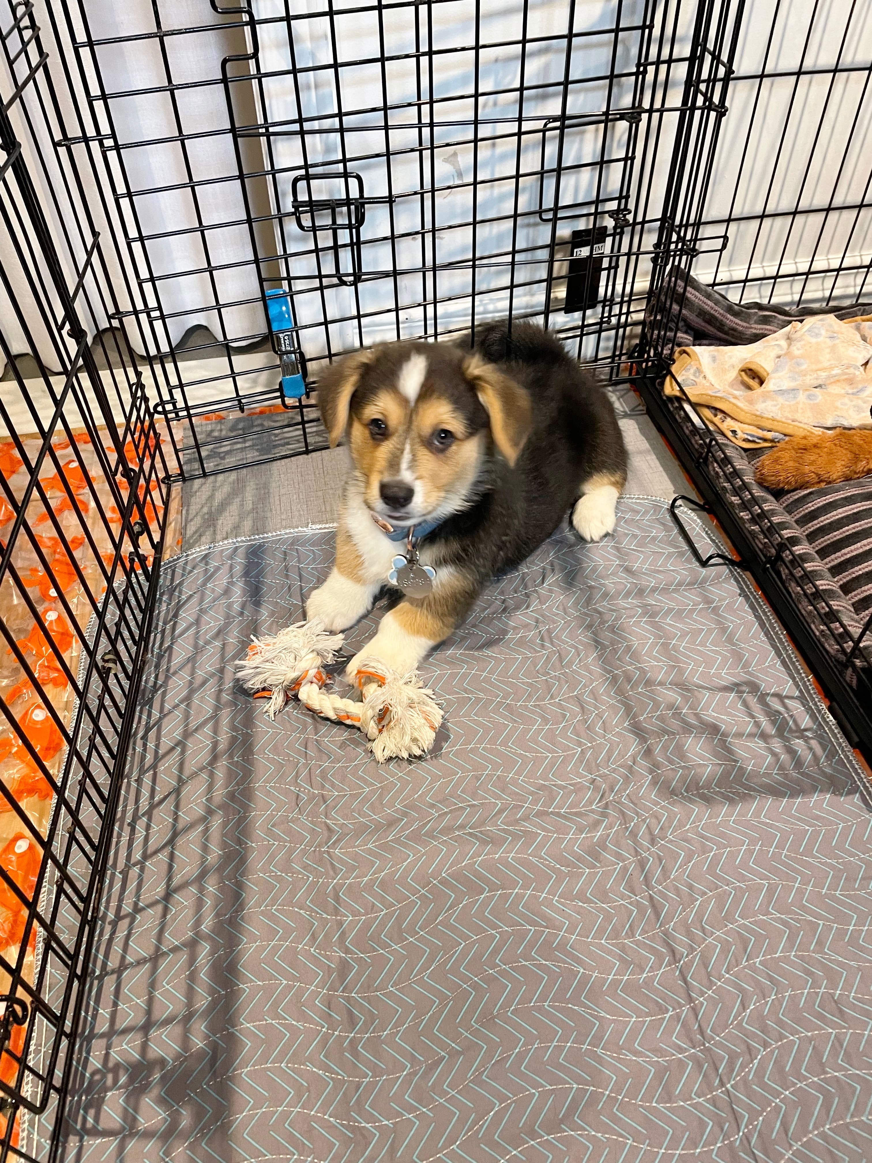 Général Tao, un bébé corgi adopté par deux Montréalais cette semaine.