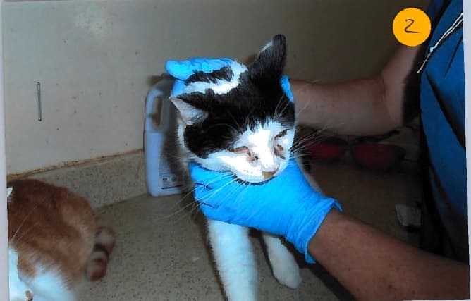 Le ministère a repéré plusieurs chats mal en point dans les installations insalubres de Barbara Lisbona.