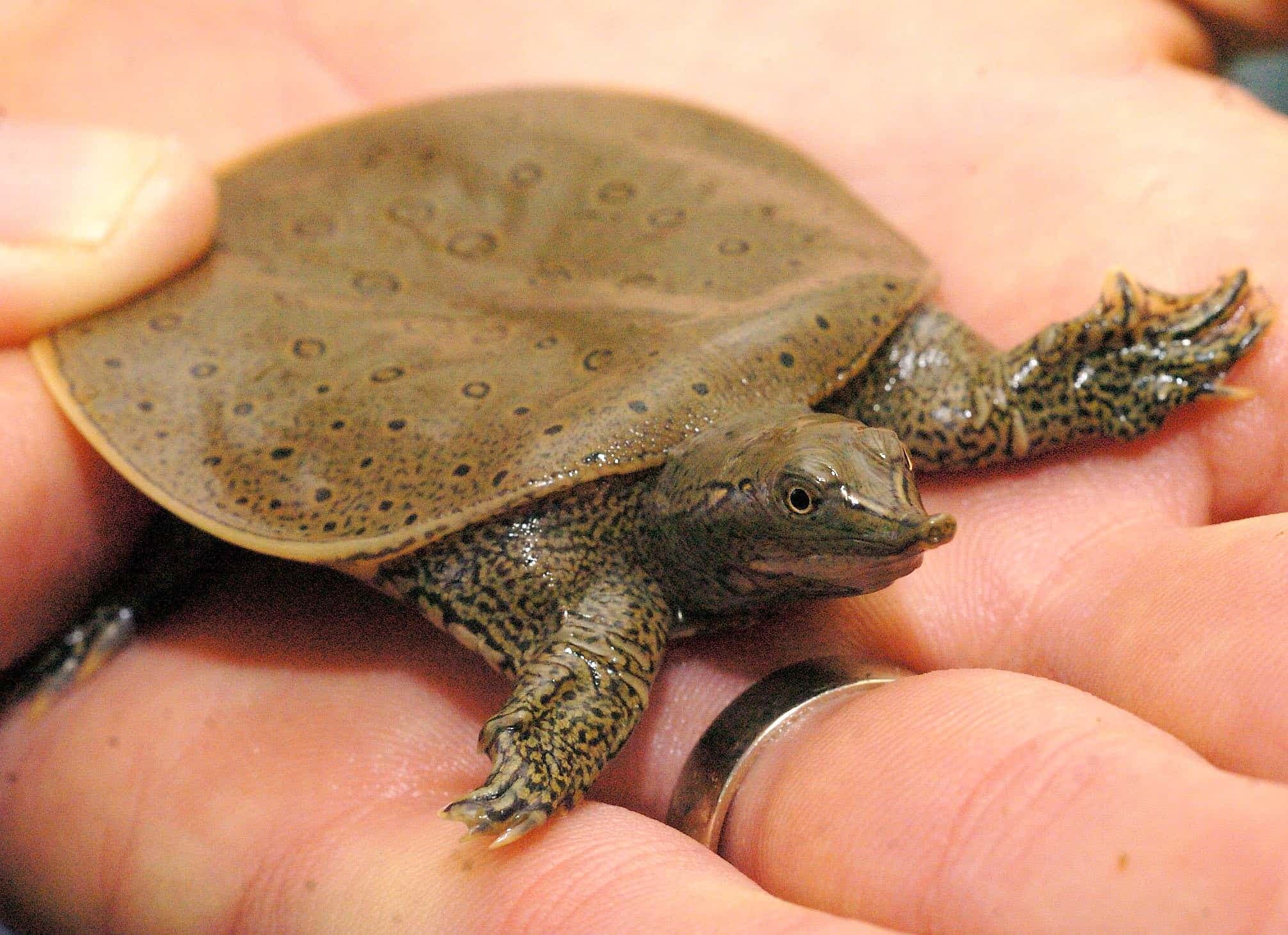 Photo AFP/London Free Press