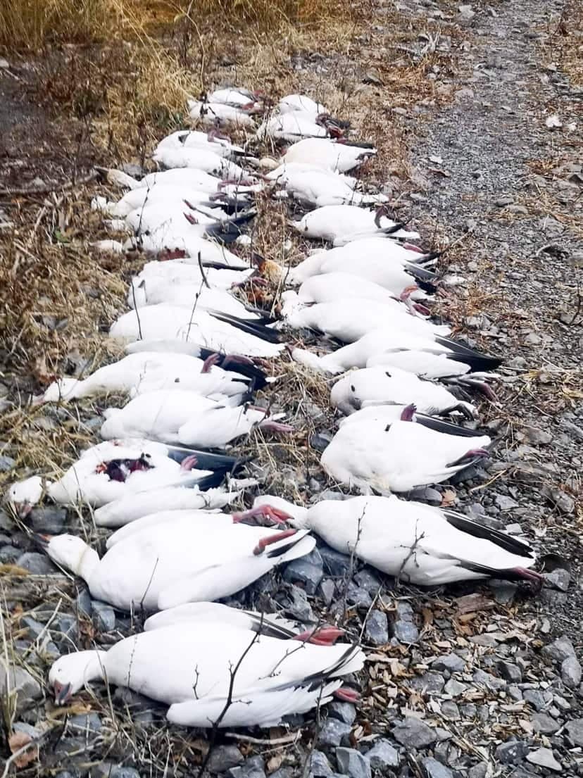 Photo fournie par Jacques Cardinal