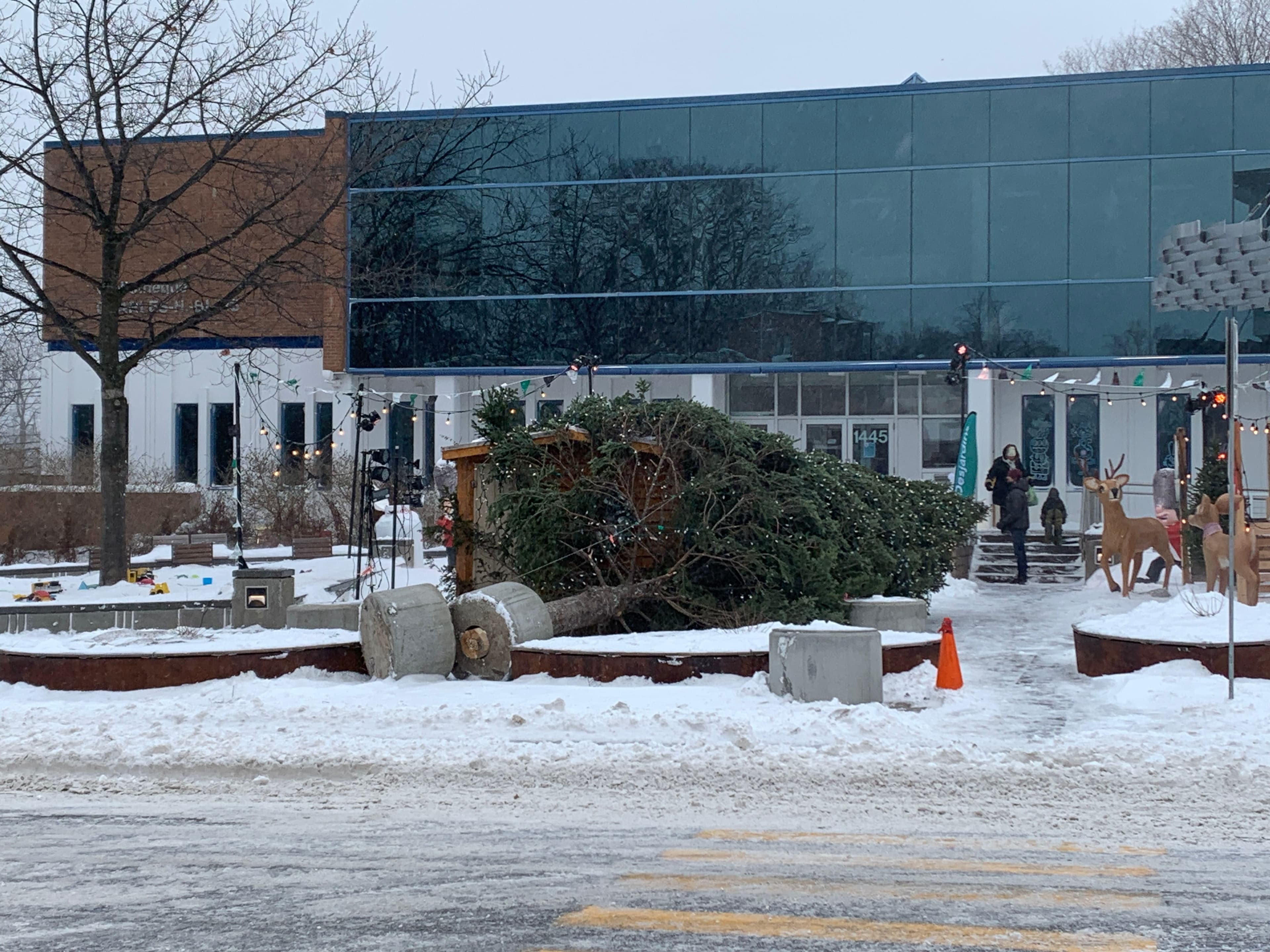 Le sapin de Noël de 45 pieds installé sur l'avenue Maguire à Québec est tombé en raison des forts vents.