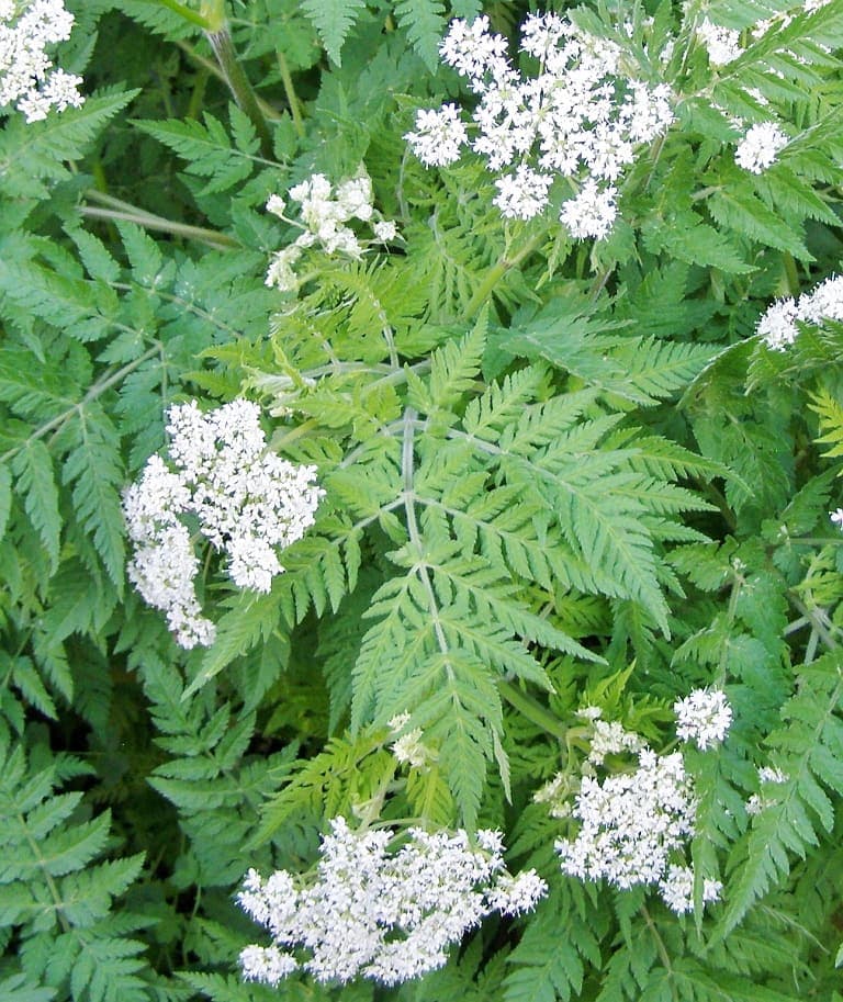 Photo Hill Farm Nursery