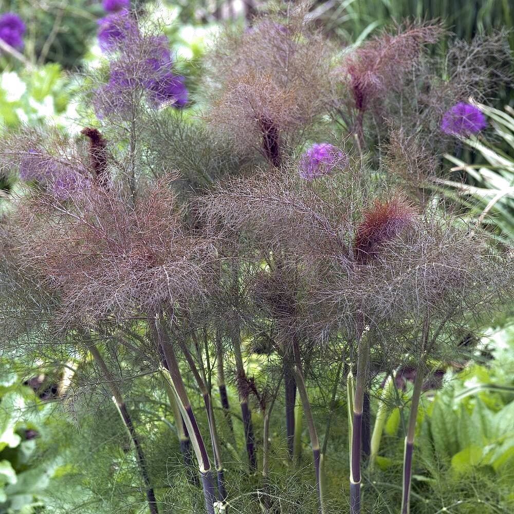 Photo Spadefoot Nursery