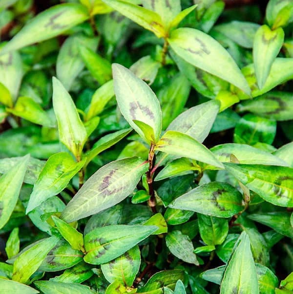 Photo Les Jardins du Petit-Pré