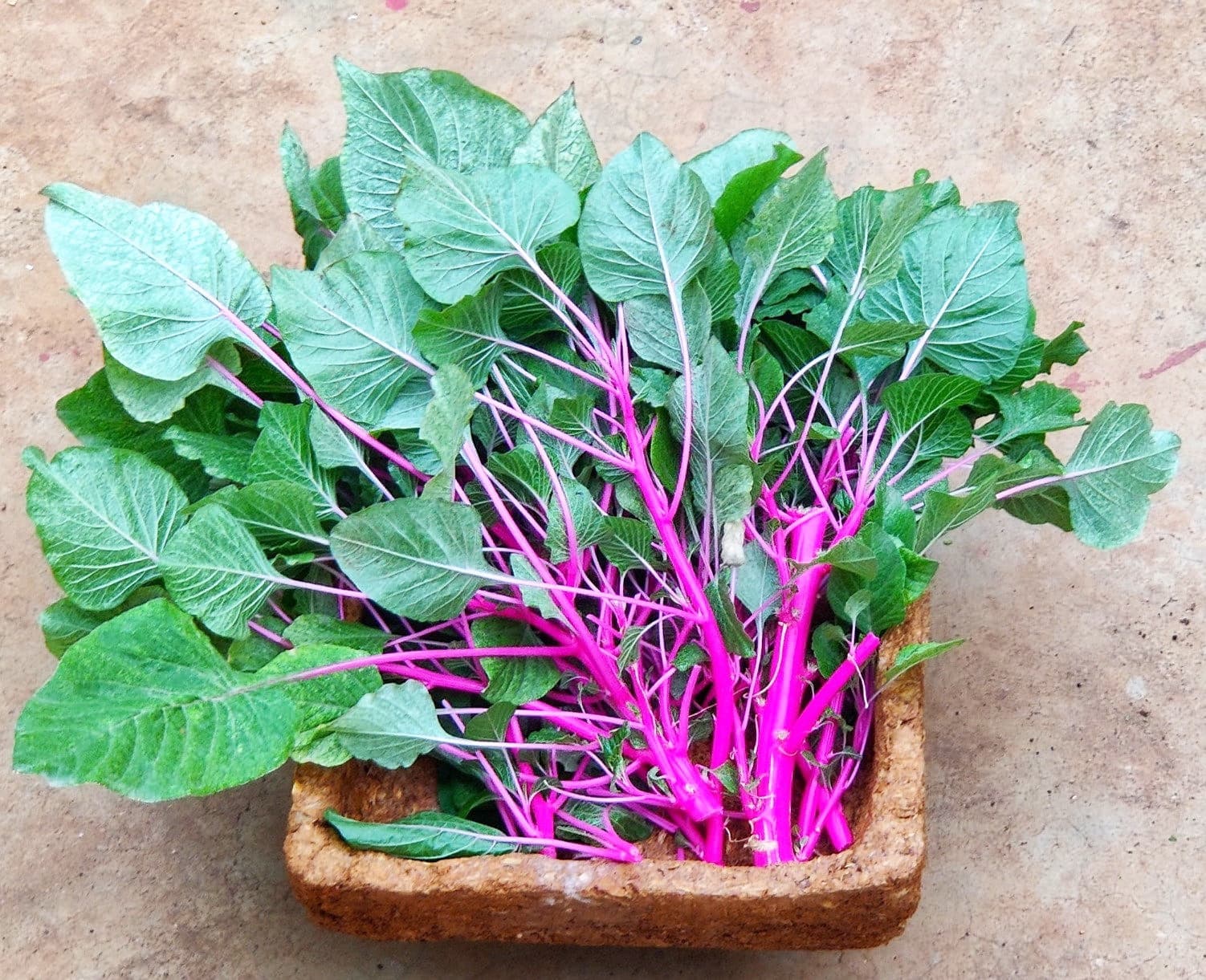 Photo fournie par Saileela Store