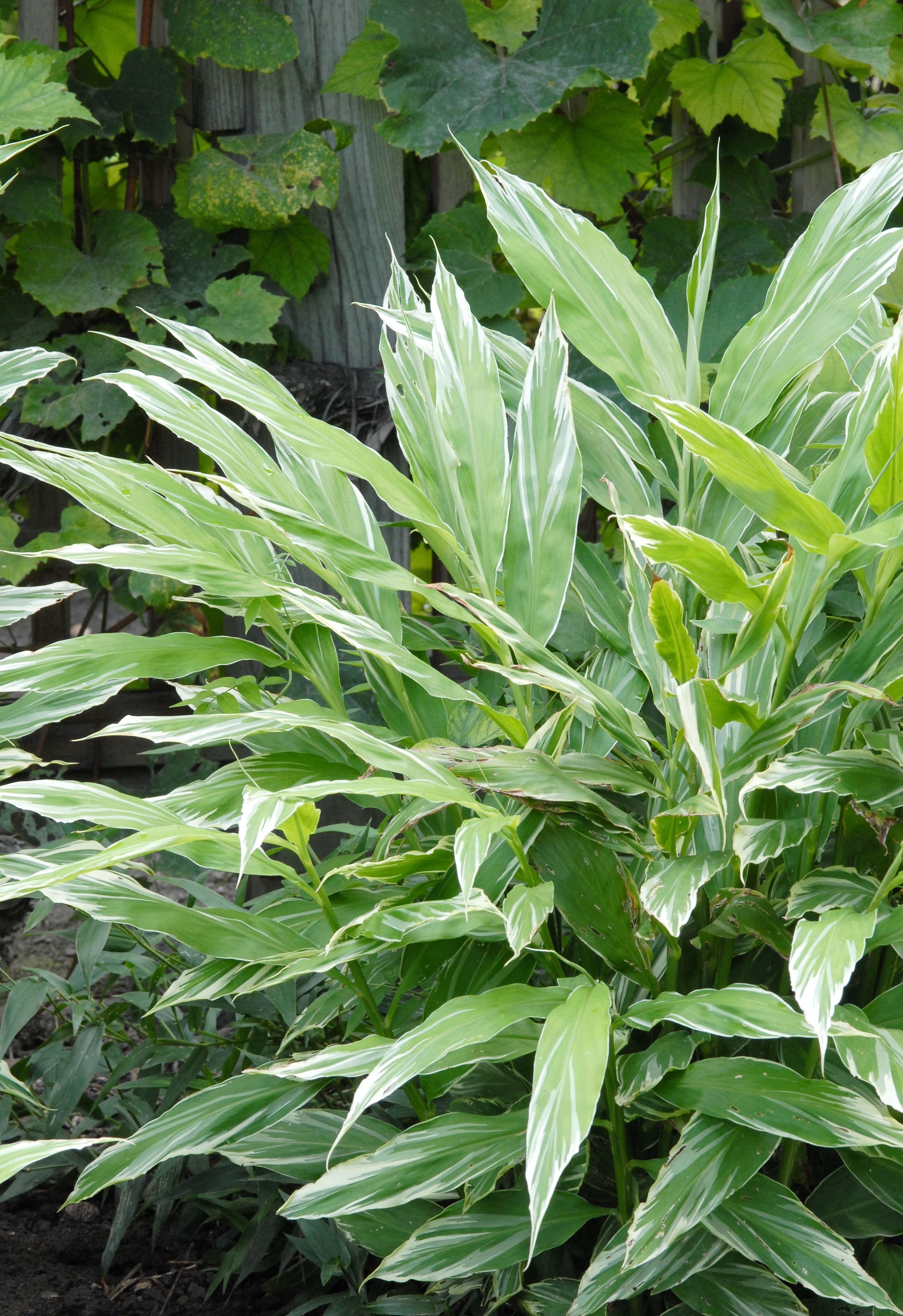 Gingembre « White Arrow »