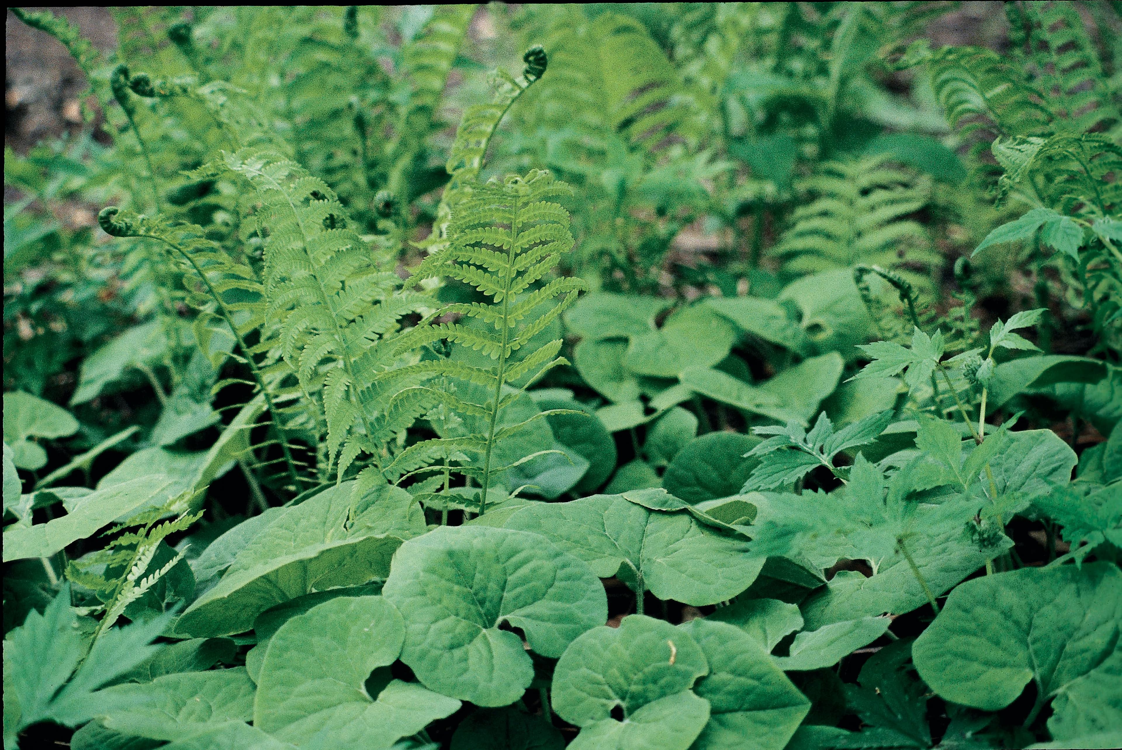 Photo courtoisie, Albert Mondor