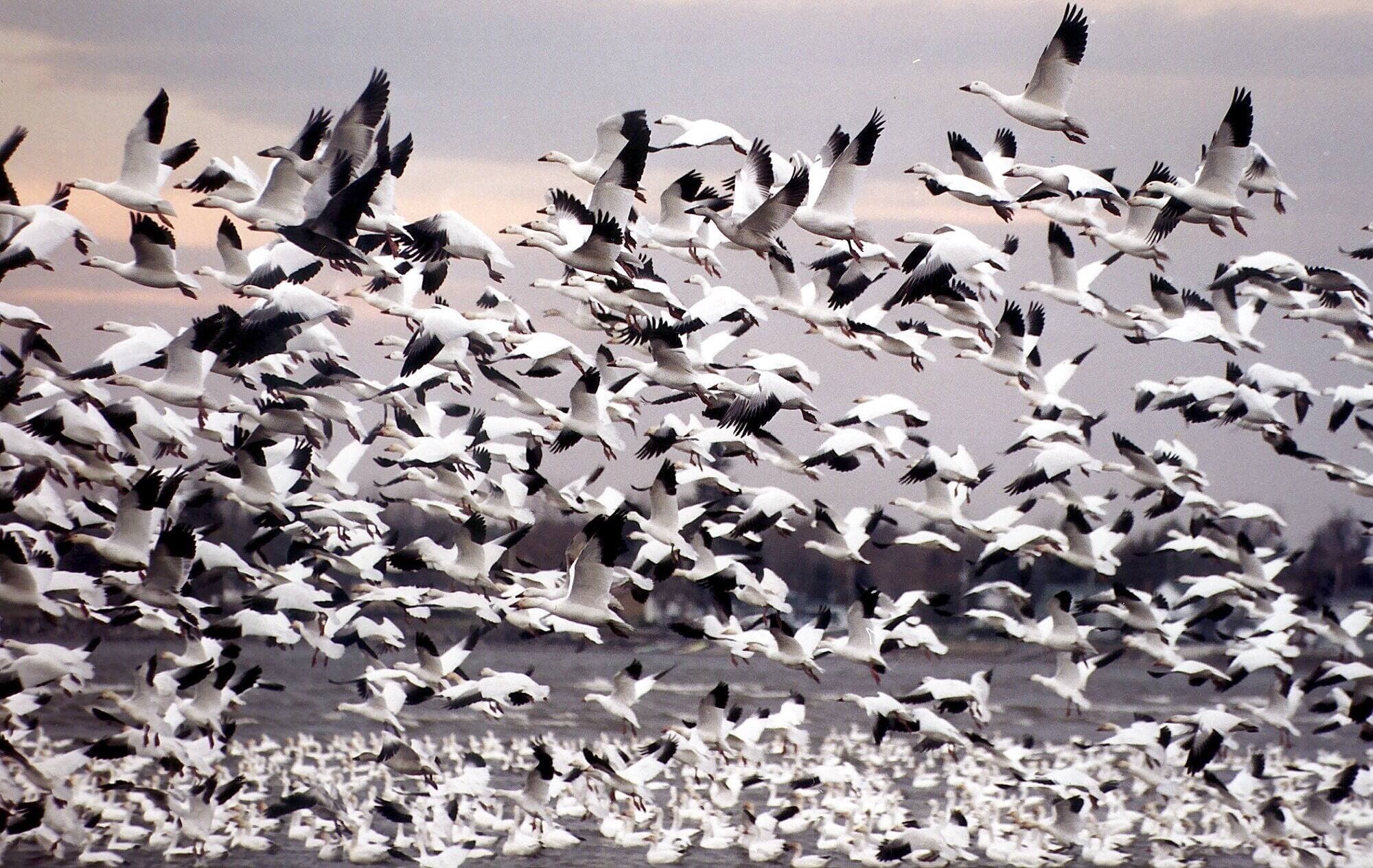 De tels rassemblements peuvent se produire par moments durant la journée, mais souvent un peu avant le coucher du soleil.