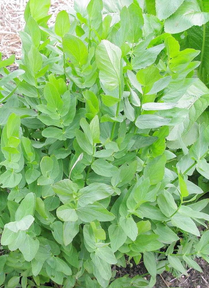 Feuillage de chervis