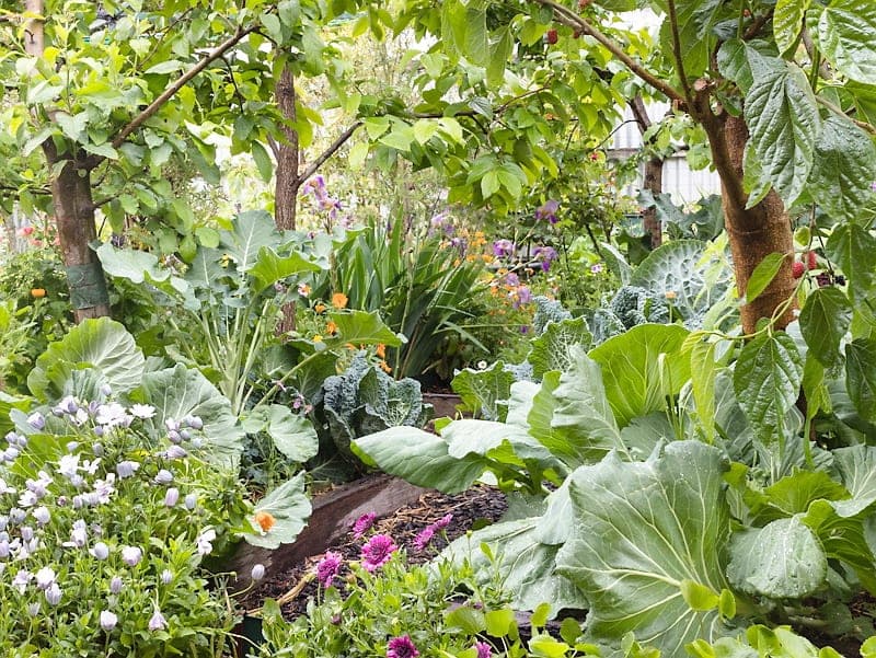 Potager en permaculture