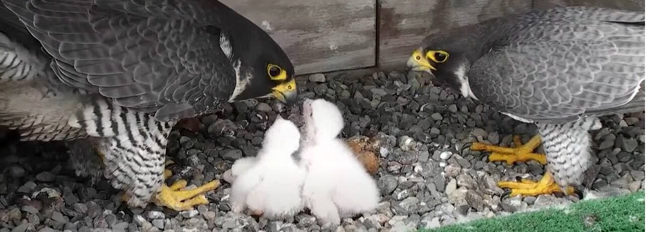 Les faucons pèlerins ont élevé trois fauconneaux dans le nichoir de l'UdeM l'an dernier.