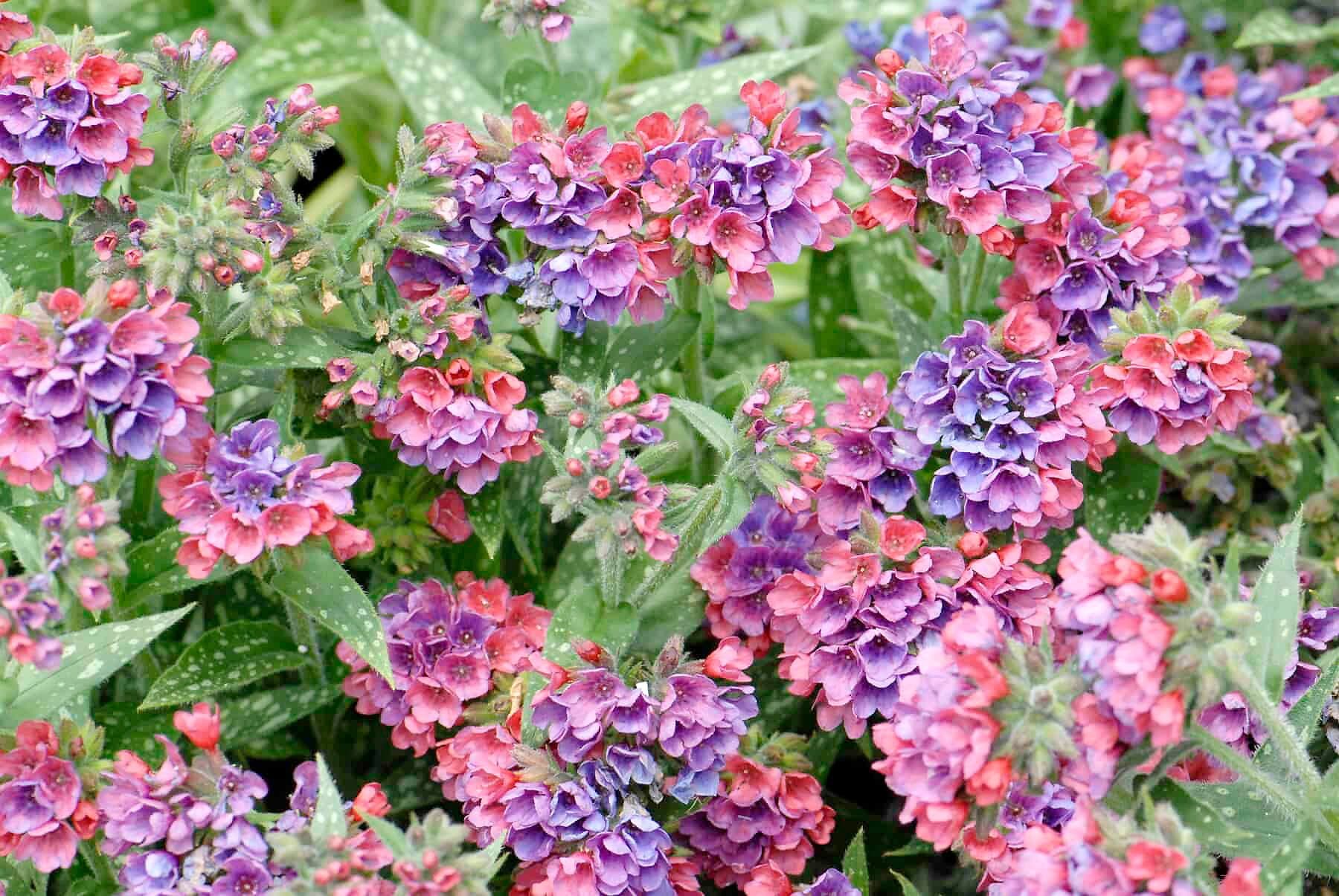 Photo fournie par Perennial Resource