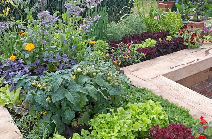 Lorsqu’un potager est composé d’une grande diversité de végétaux, il est moins attaqué par les maladies et les insectes ravageurs.