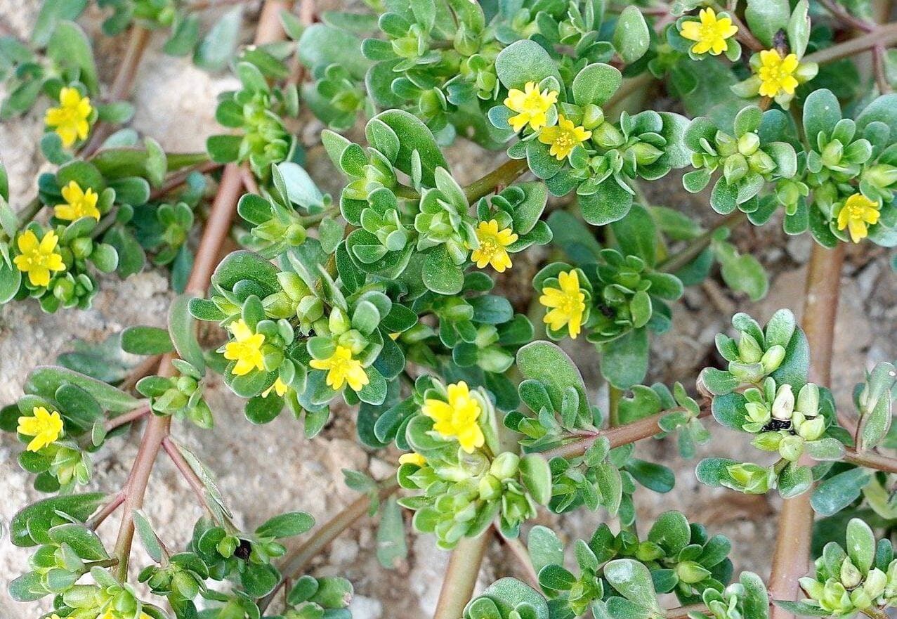 Photo fournie par Wild Flowers Provence