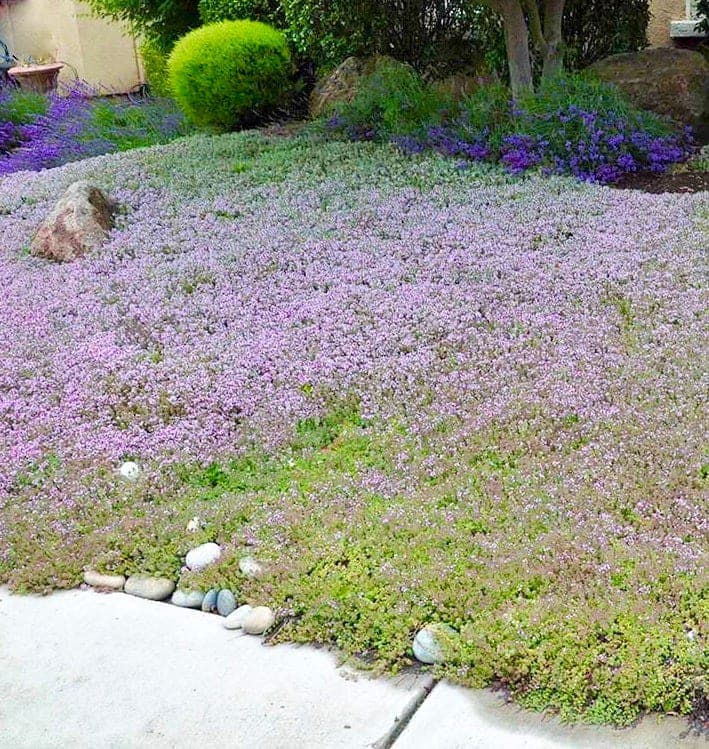 Photo fournie par High Country Gardens