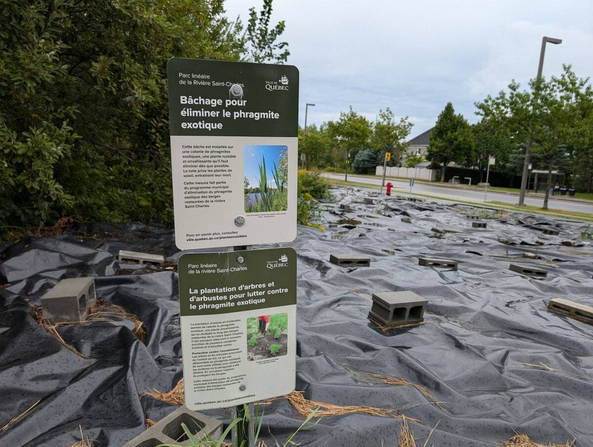 Sur le boulevard La Morille, à Québec, des bâches installées depuis en 2022 pour lutter contre la phragmite ont été retirées dernièrement.