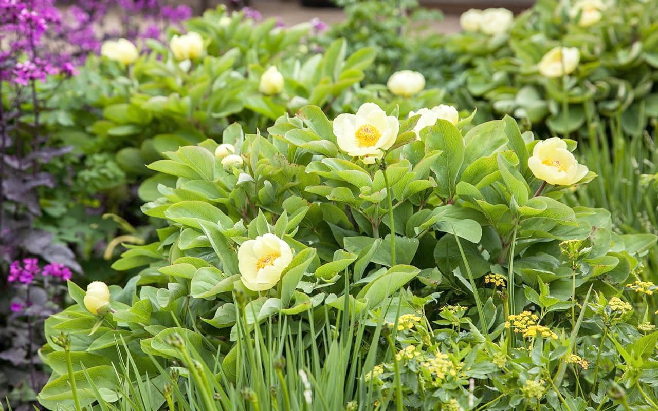 Pivoine du Caucase (Paeonia mlokosewitschii) Hauteur : 90 cm Largeur : 90 cm Floraison : jaune à la mi-mai Rusticité : zone 4