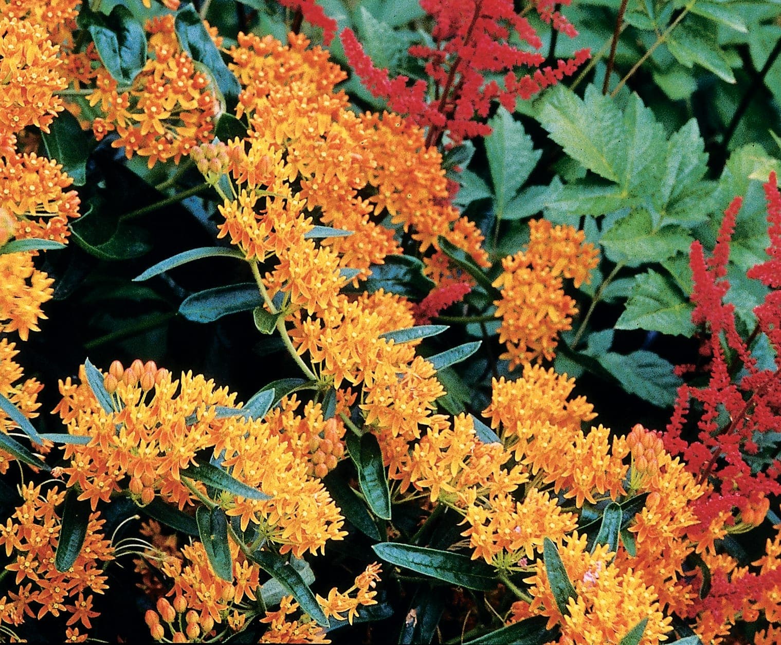 Asclépiade tubéreuse