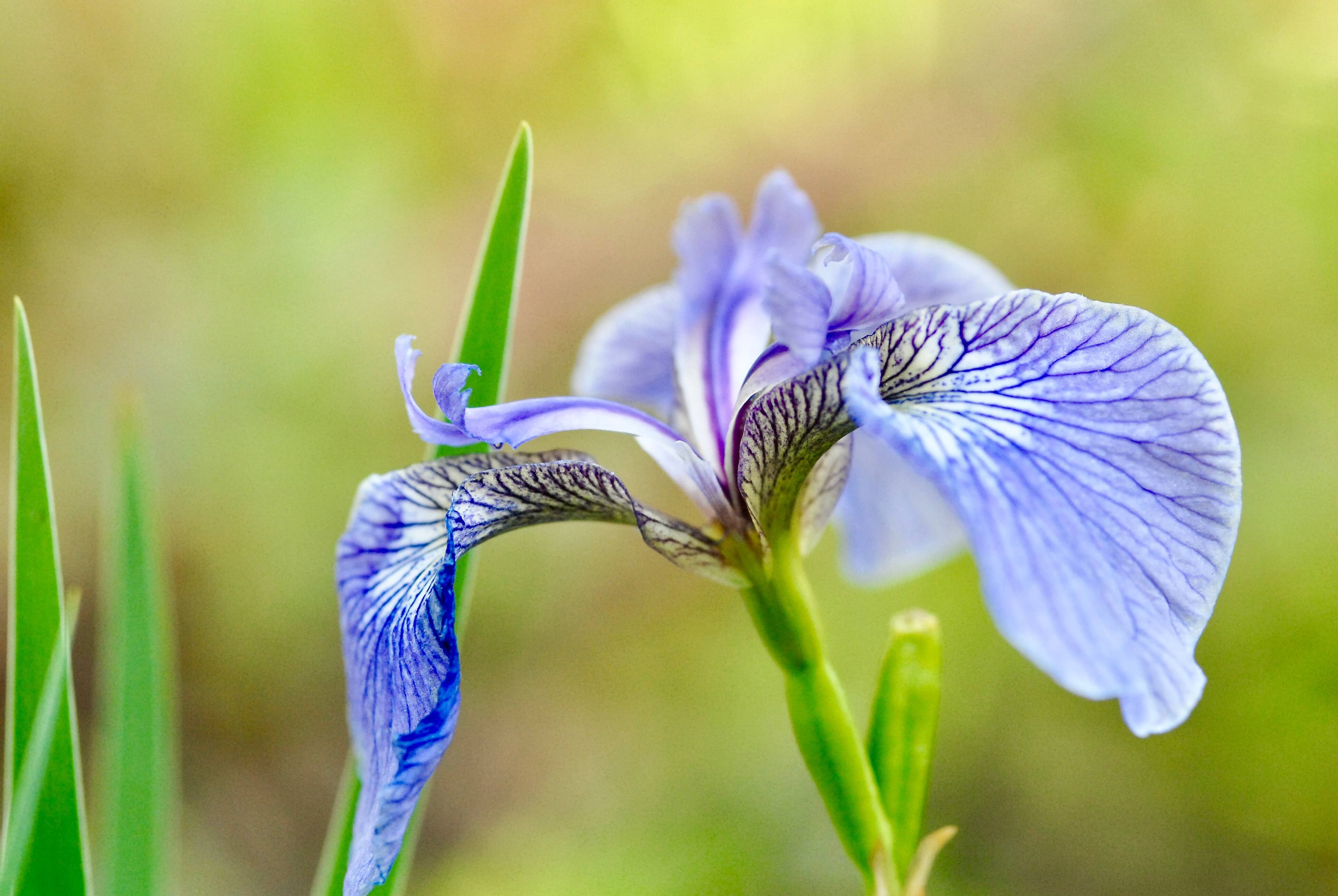 Iris versicolore