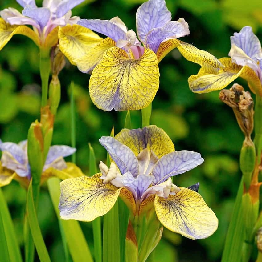 Iris de Sibérie 'Tipped in Blue'