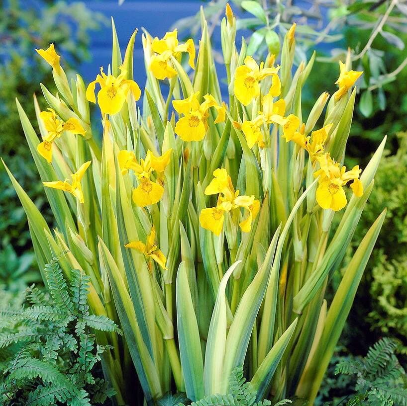 Iris des marais 'Variegata'