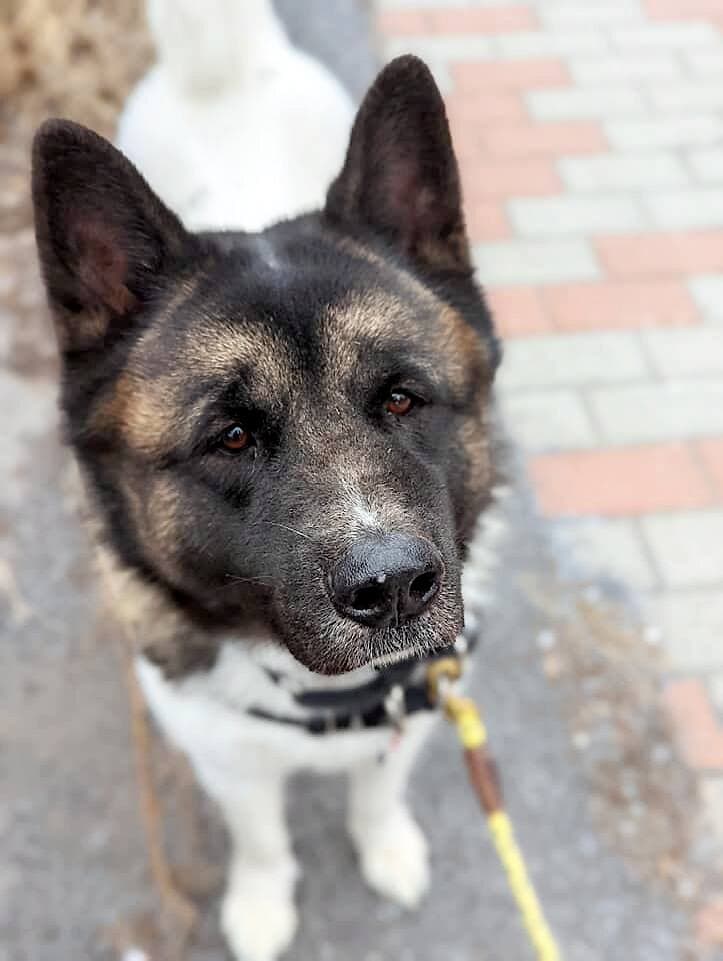 Photo fournie par la SPCA