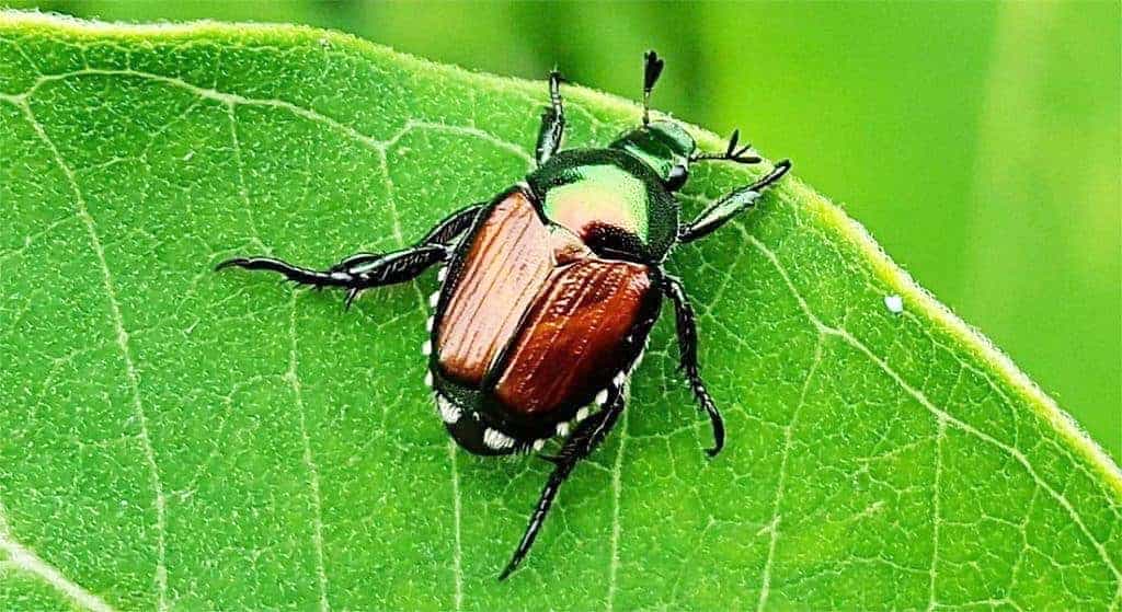 Scarabée japonais