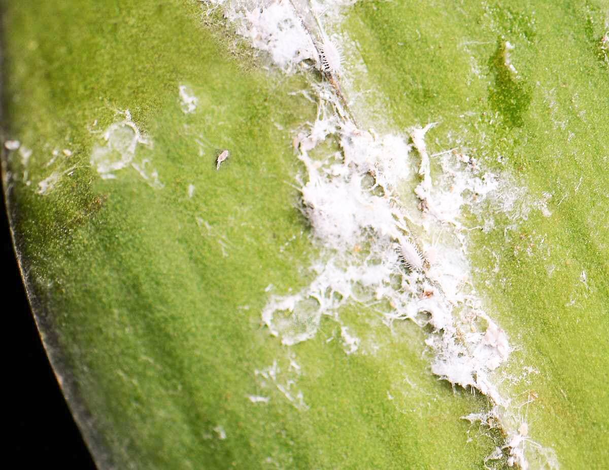 Cochenilles farineuses