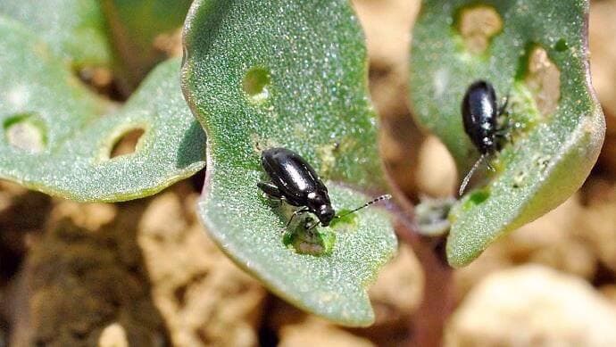 L’Altise forme des petits trous sur les feuilles des radis et autres plantes de la famille du chou.
