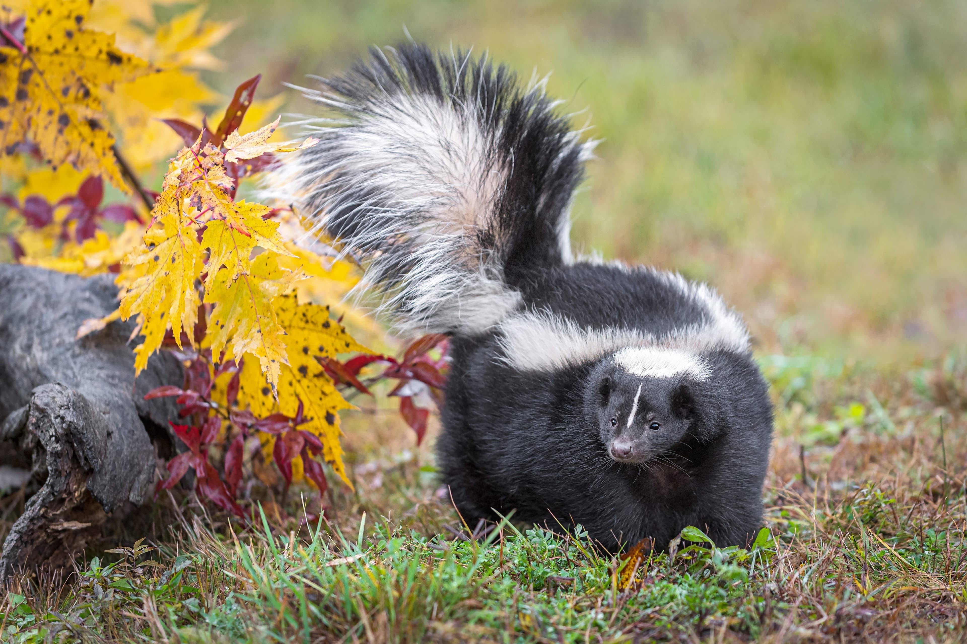 La mouffette, un animal sauvage qu'on souhaite faire décamper de son terrain!