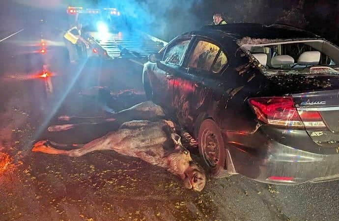 Un automobiliste a violemment percuté un orignal sur la route 255, près de Drummondville, en juin 2023. Le conducteur a dû être transporté à l’hôpital pour soigner ses blessures.