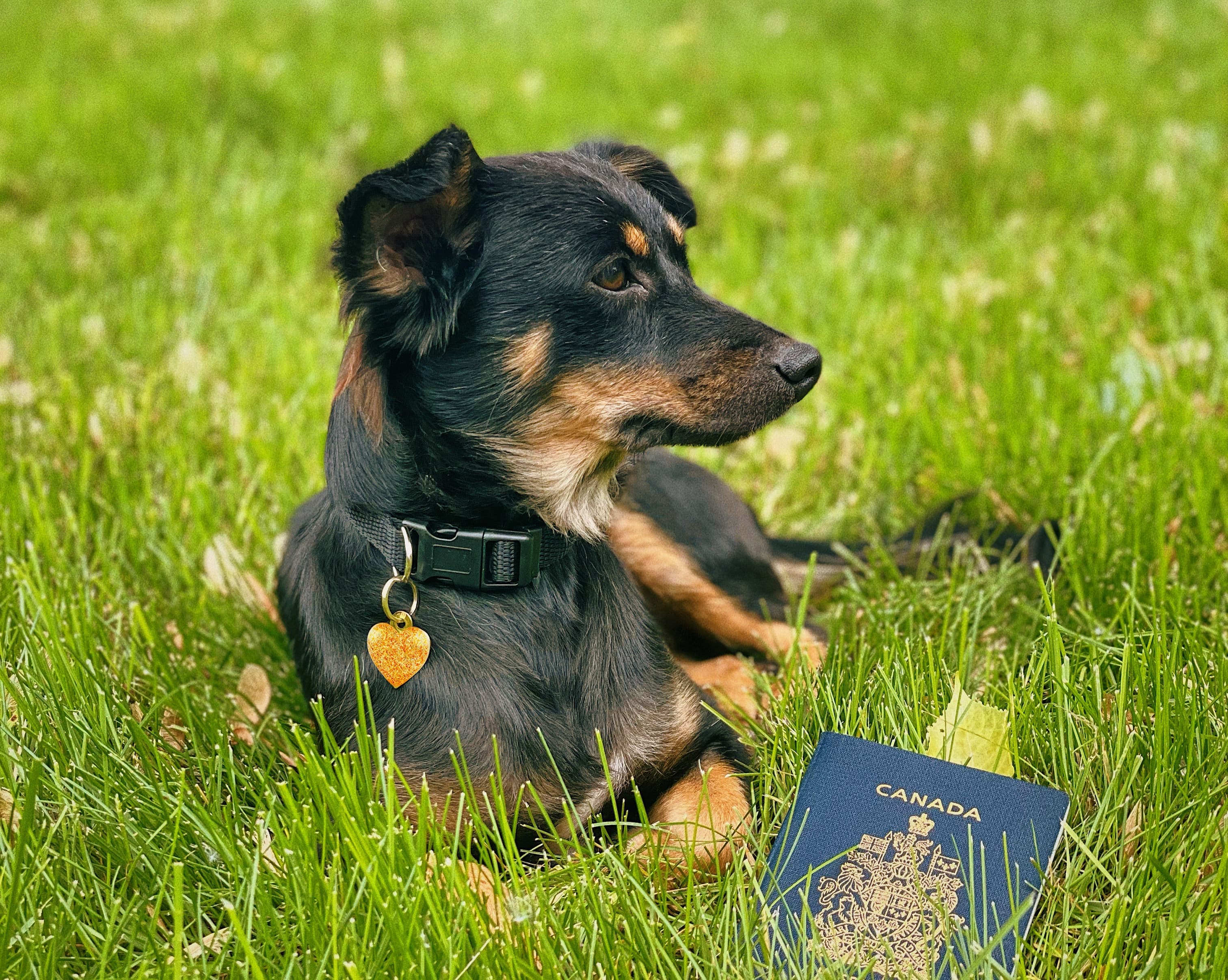 Maya est maintenant canadienne!