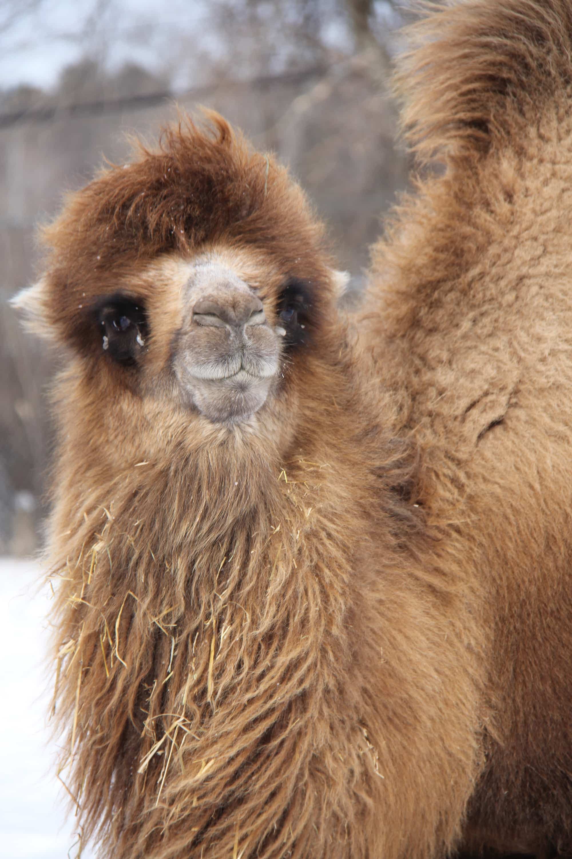 Photo fournie par parc Safari