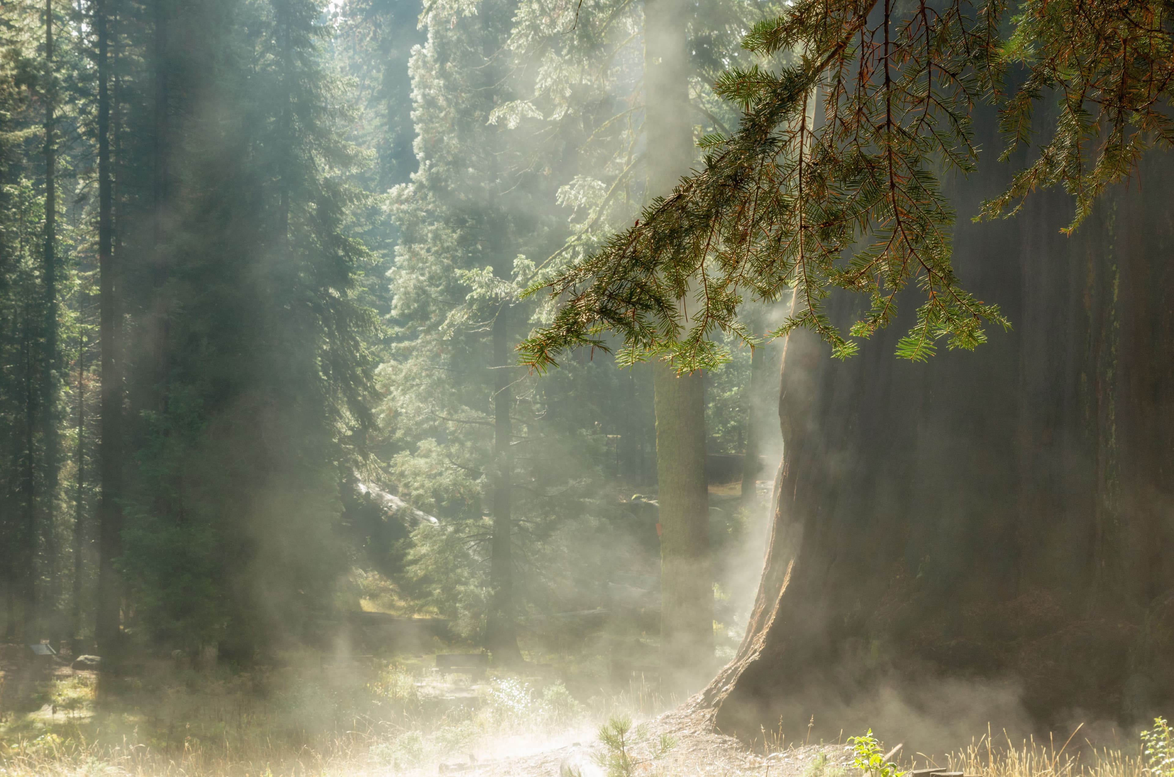 Un matin à Sequoia National Park, Californie, États-Unis.