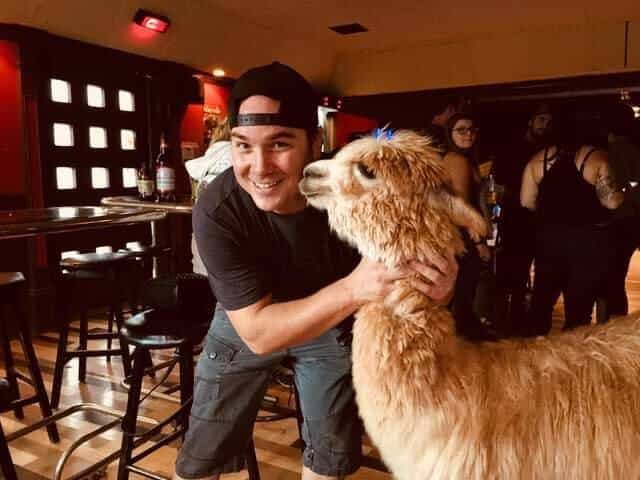 Le propriétaire du Pub 116 avec un alpaga qui avait été admis dans l’établissement.