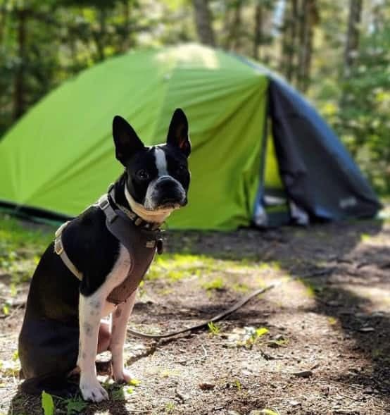 Instagram : @stella.derpface