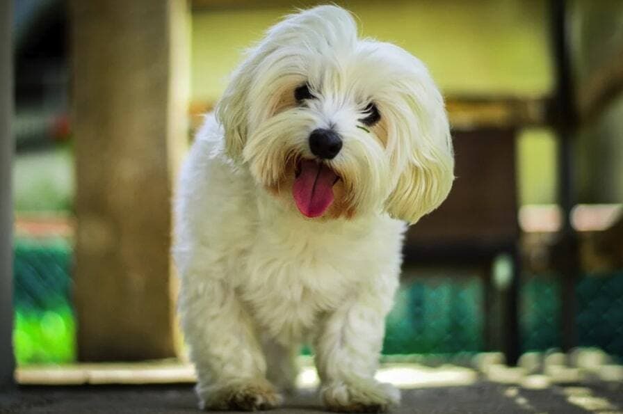 Courtoisie trusens.com