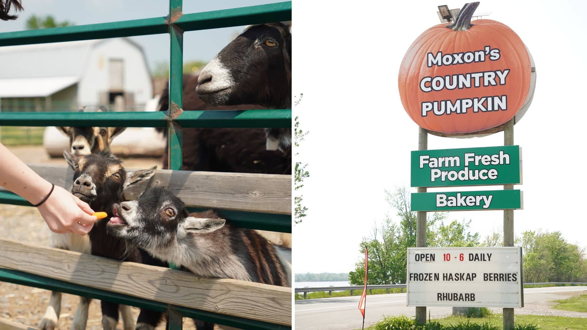 Crédit : Moxon’s Country Pumpkin