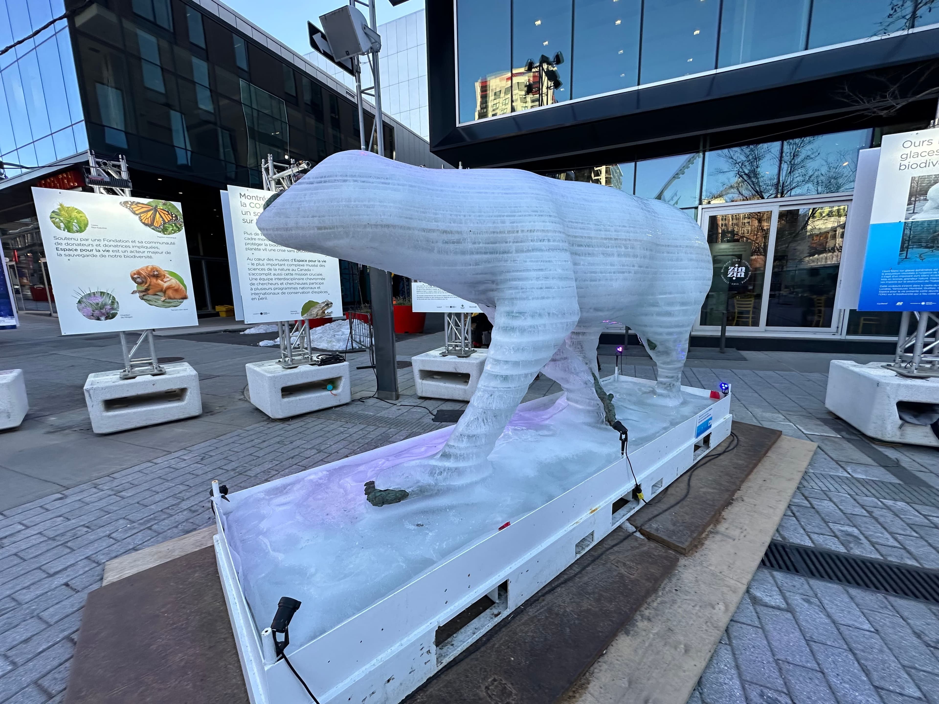 «Ours blanc sur glaces éphémères» de Mark Coreth